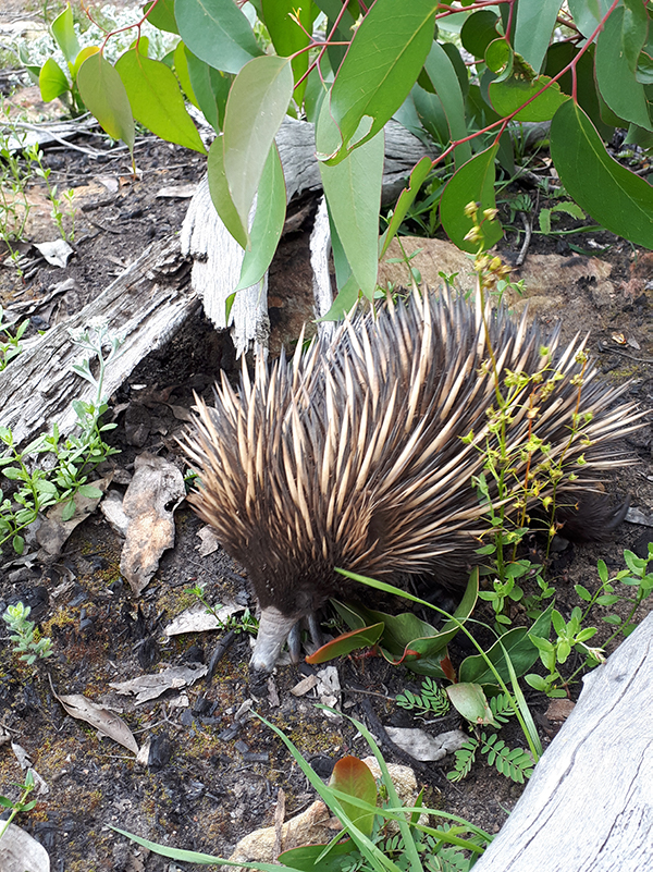 An echidna forages for food among the regenerating bushland after the Adelaide Hills bushfire