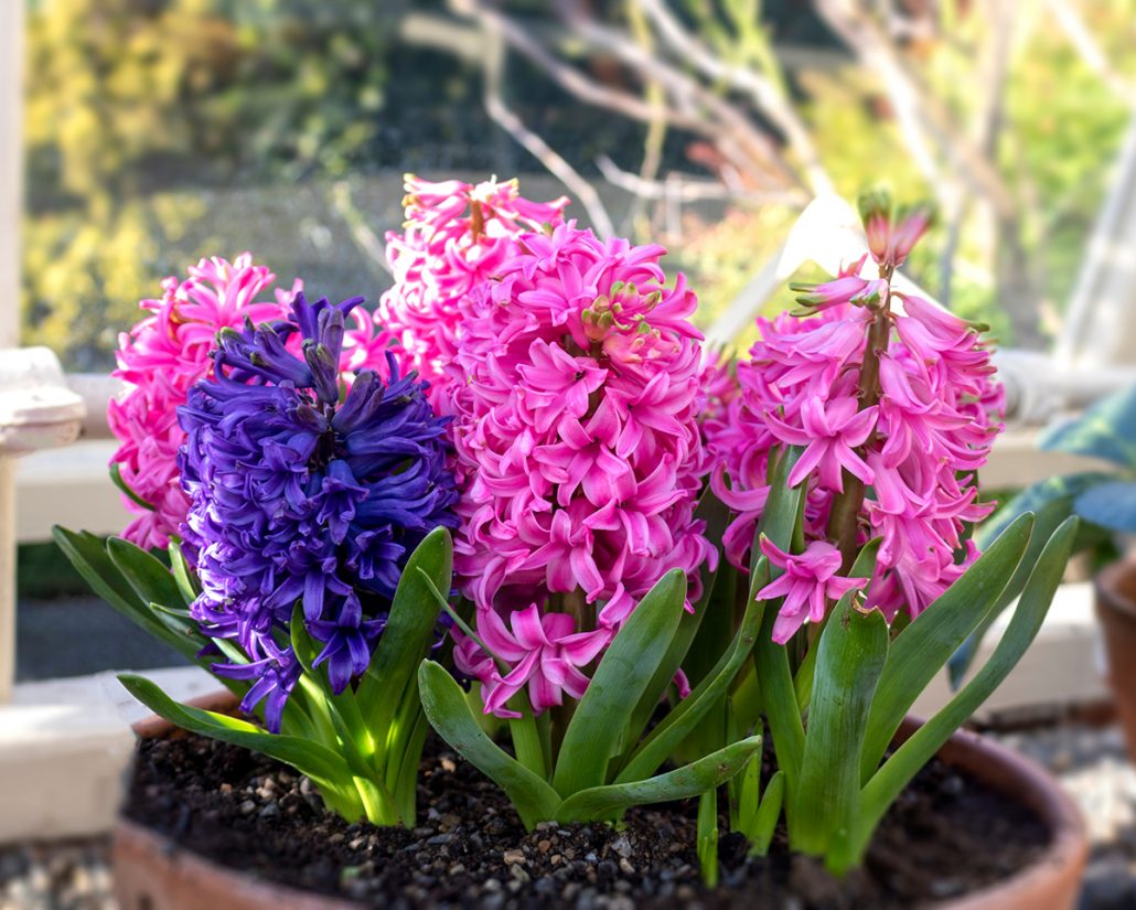 A terracotta pot filled with pink and purple hyacinths in full bloom